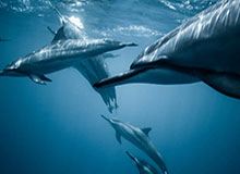 鲸鱼直播体育-犀利变相！多森姆社媒转发自己大学赛场视频